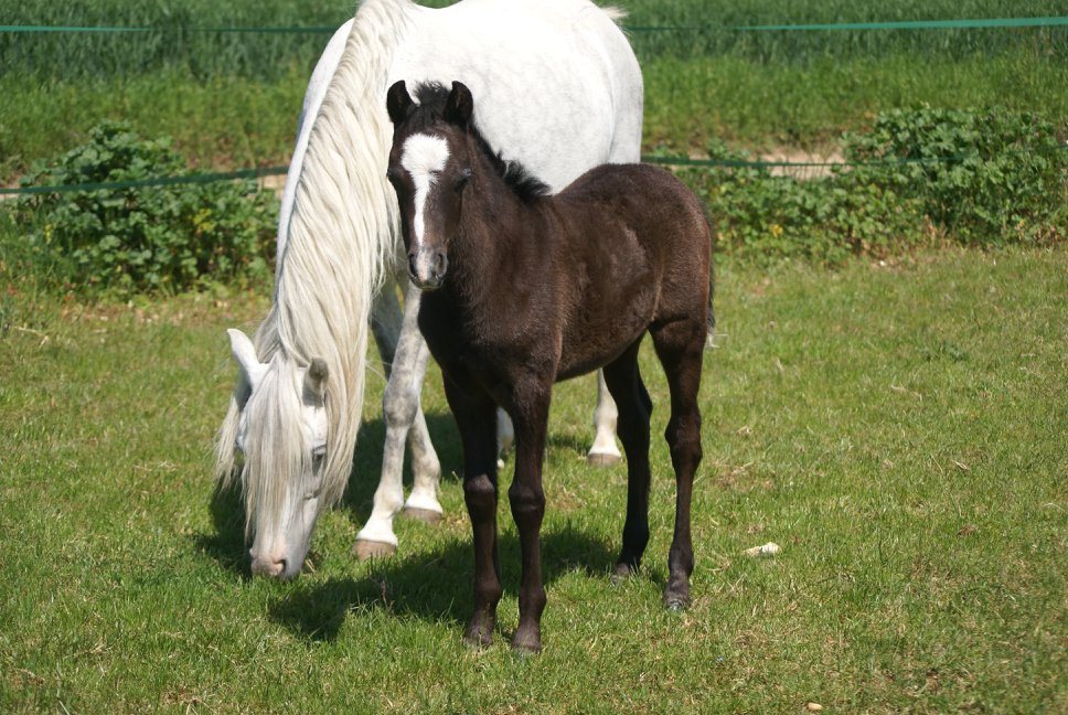 Baby Doll du Vignault